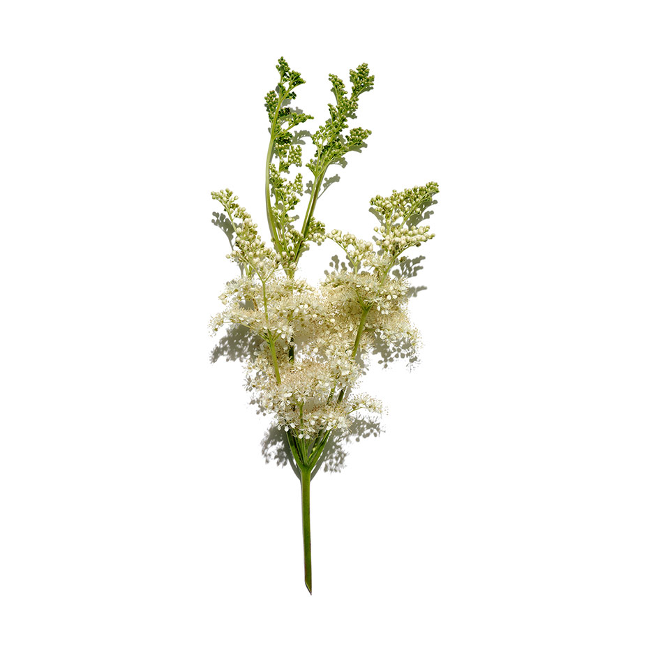 meadowsweet