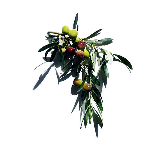 Olive tree-Organic olive oil-Olea europaea