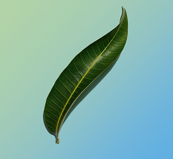 Manguier-Extrait de feuille de manguier bio-Mangifera indica