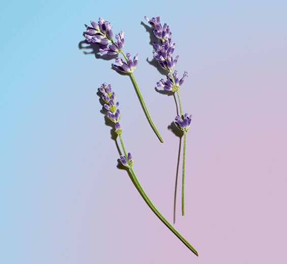 Lavender-Organic lavender essential oil-Lavandula angustifolia