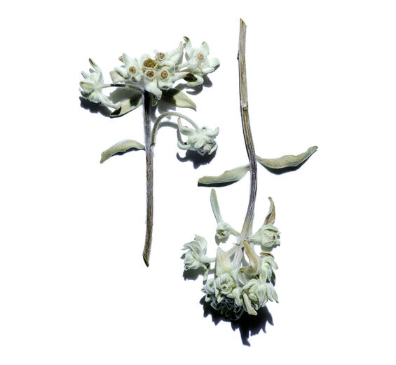 Edelweiss-Organic edelweiss extract-Leontopodium alpinum