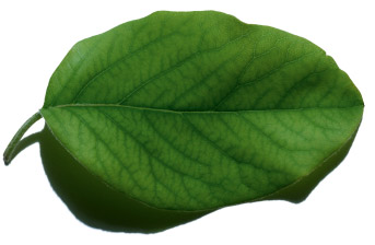 leaf